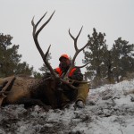Elk Hunting Montana